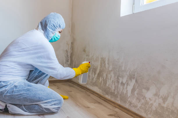 Licensed Basement Mold Remediation service in Landenberg, PA - WQB Mold Removal